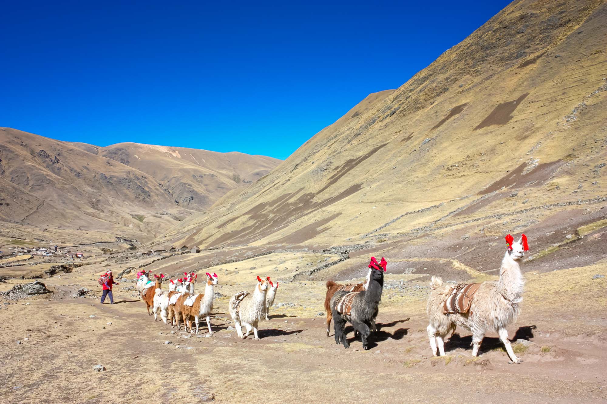 Man herds llamas through high Andean landscape