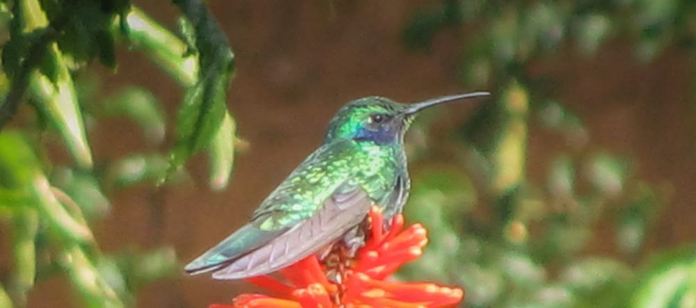 Hummingbirds are found in a wide altitude band in Peru