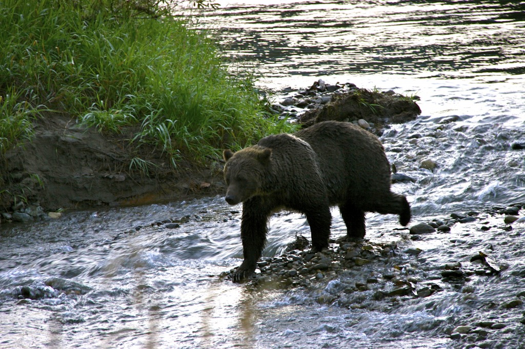 Grizzly bear tours