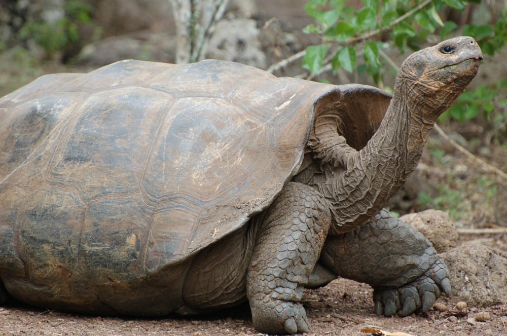 Meet the Galápagos giant tortoise