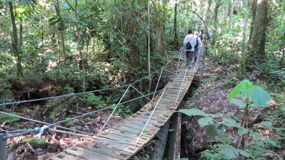 Hiking in the Amazon jungle