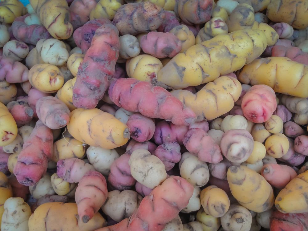 Oca - just one of hundreds of kinds of potatoes eaten in Peru