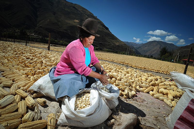 Traditional corn drying at historic Hacienda Sarapampa