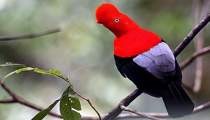 The Cock of the Rock - Peru's national bird.
