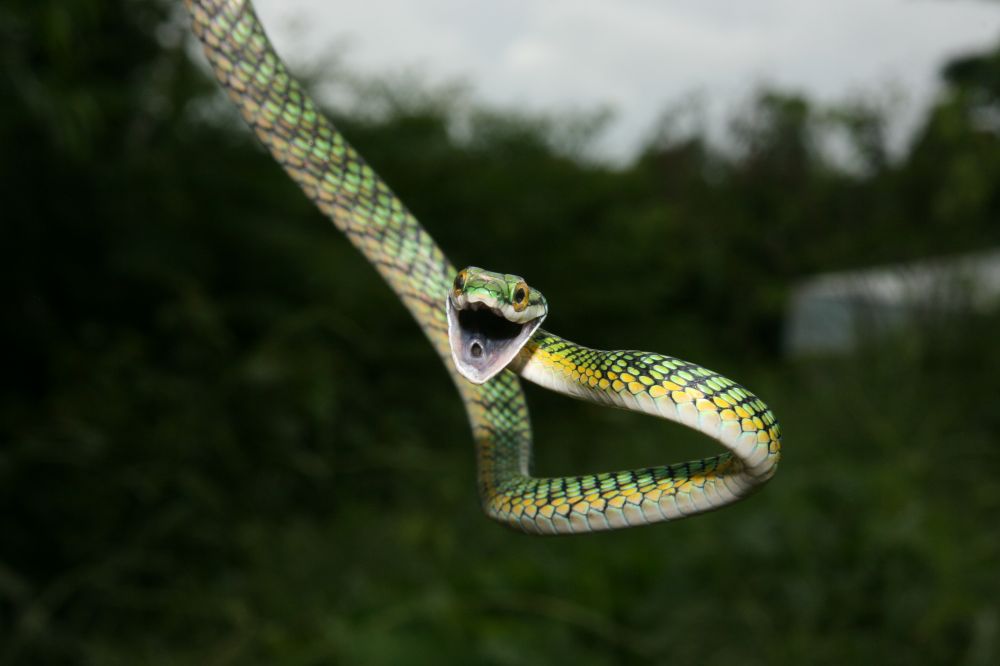 Slithery local resident!