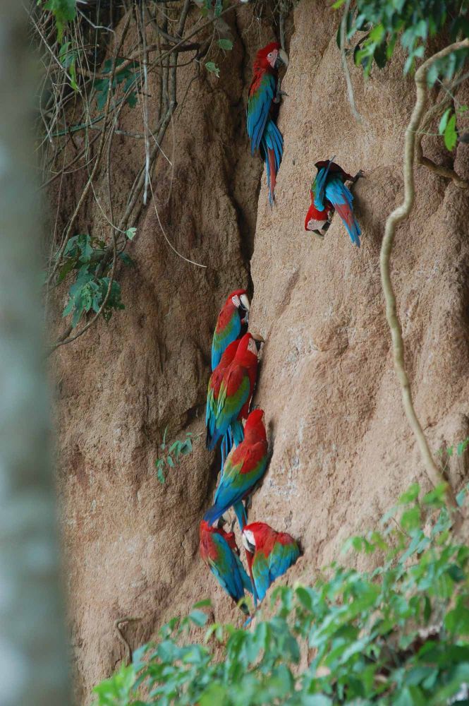 Parrot clay licks are highlights of any Amazon jungle trip