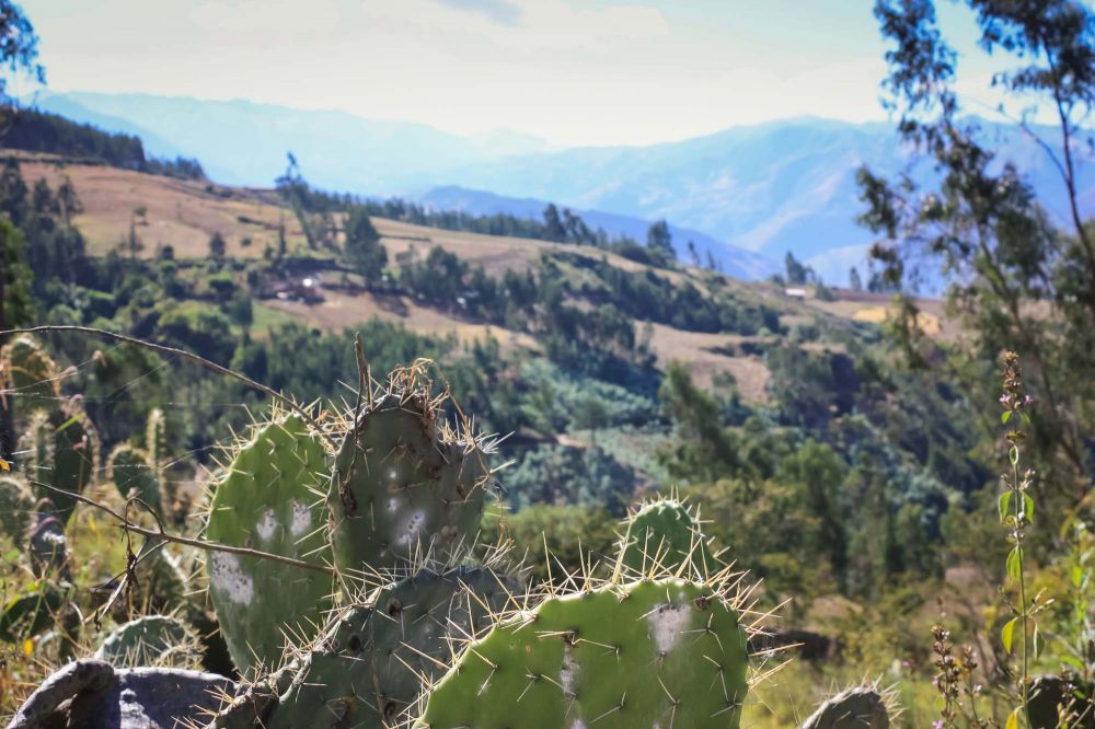 Seeing hot weather plants and snowcapped peaks at the same time is one of Salkantay's attractions