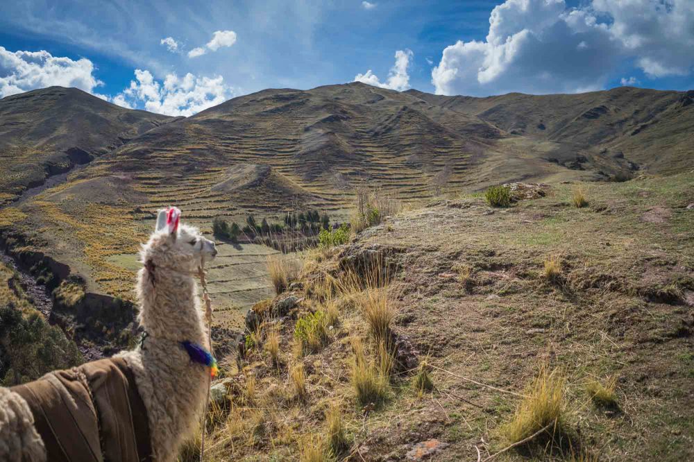 Manuela the llama - the star of the show at Irene's place