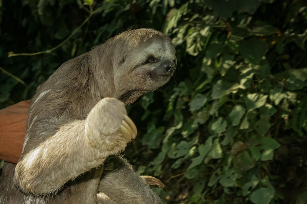 Sloths - Xena's favourite!