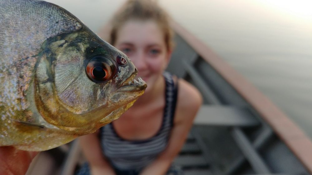 Fish for piranhas in the Amazon!