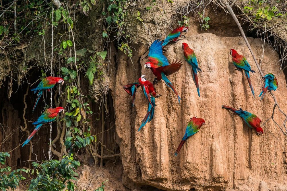 Macaw clay lick in Chuncho