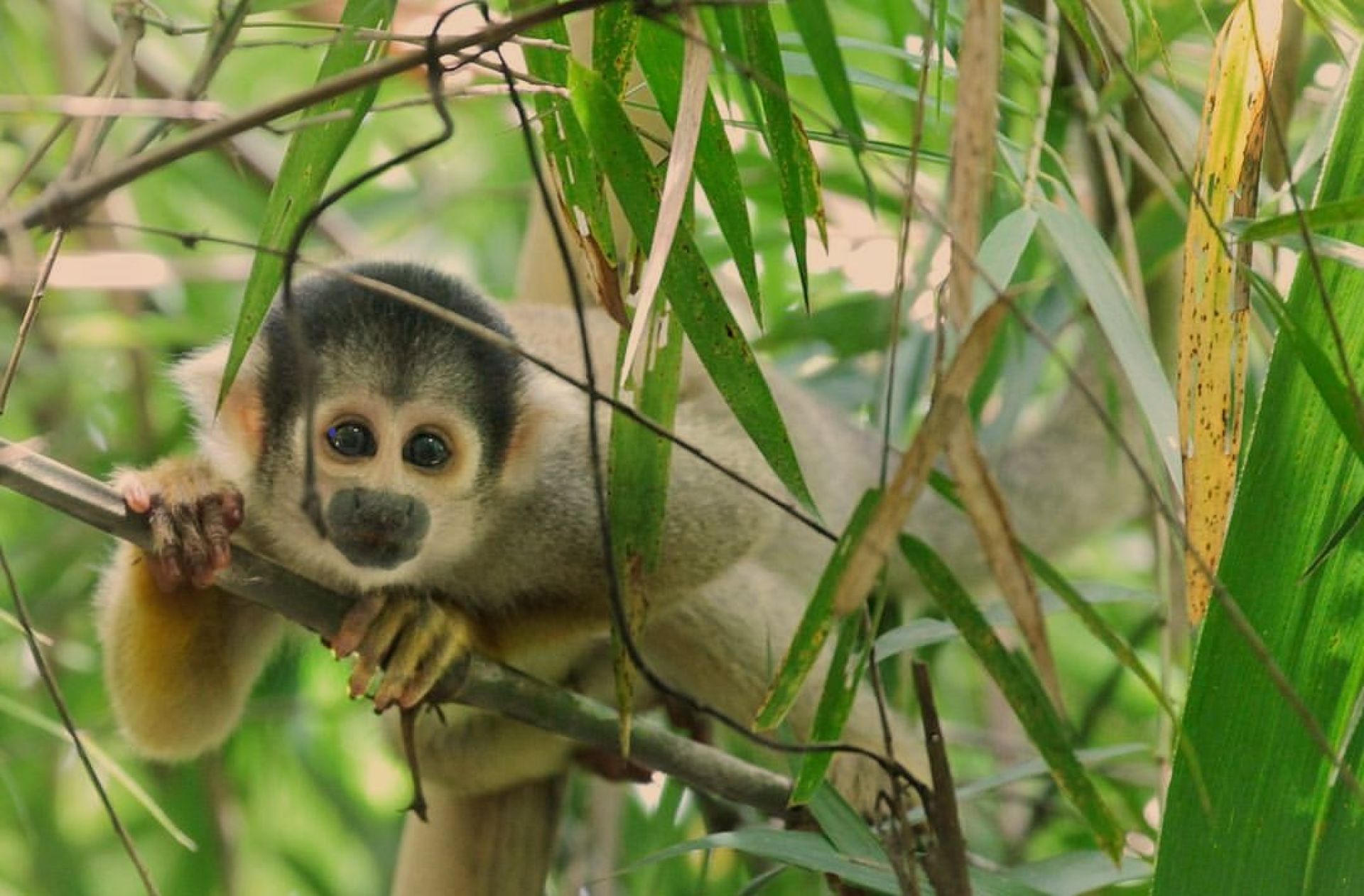 Curious Encounters: Squirrel Monkey Moments