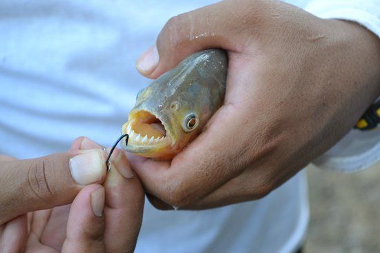 Riverside Bounty: Fishing Serenity