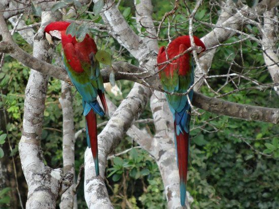Vivid Plumage: Macaws in the Wild