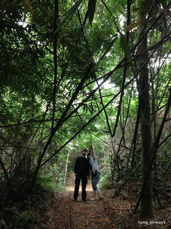 Pathways Through Nature's Embrace