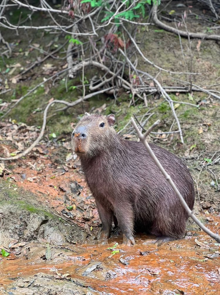 Graceful Giants: The Serene World of Capybaras