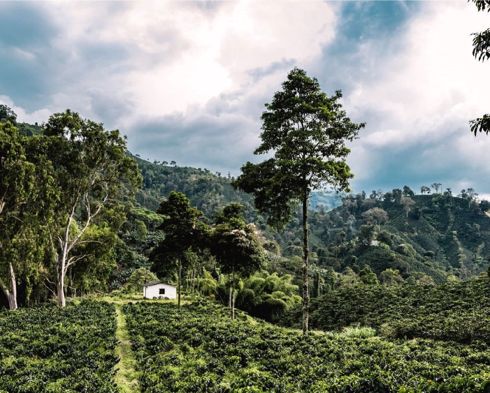 Soul-satisfying beauty in Colombia's coffee zone