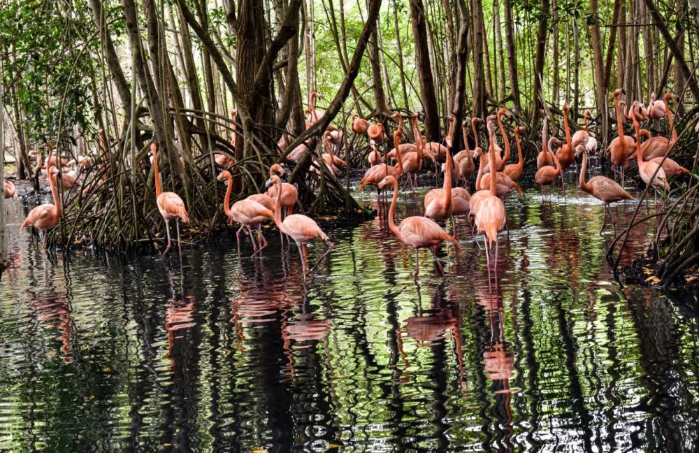 Serenade of the Mangroves